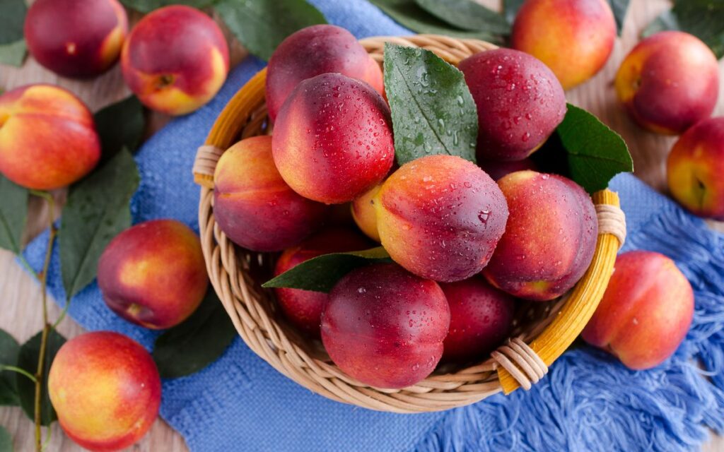nectarina