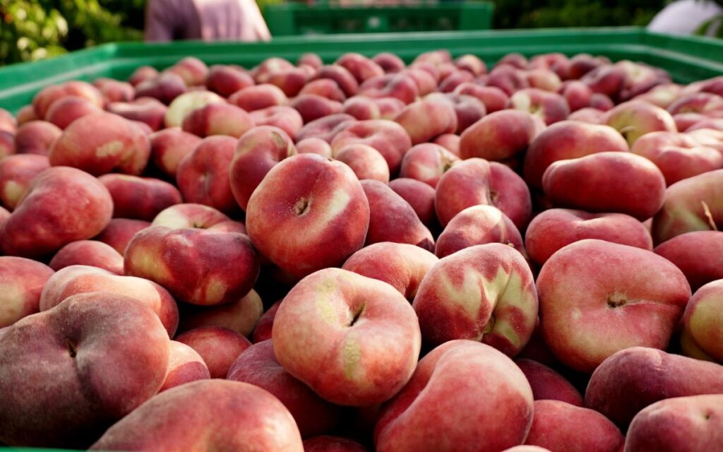 fruites a l’engròs