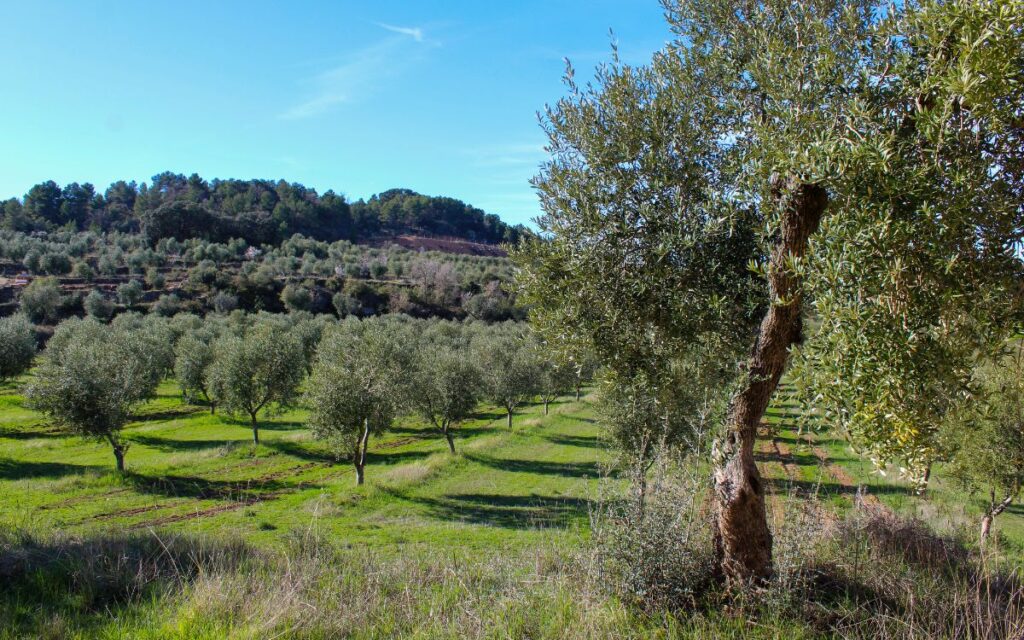 camp lleida