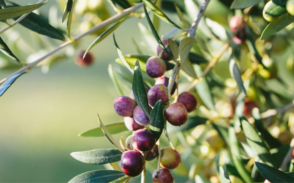 oliva arbequina
