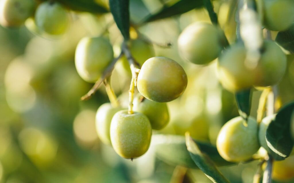 oliva arbequina