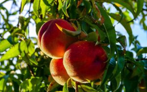 venda-de-fruita-a-lengros