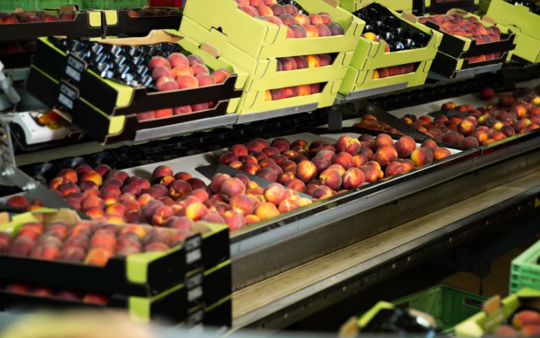 comprar fruites a l'engròs