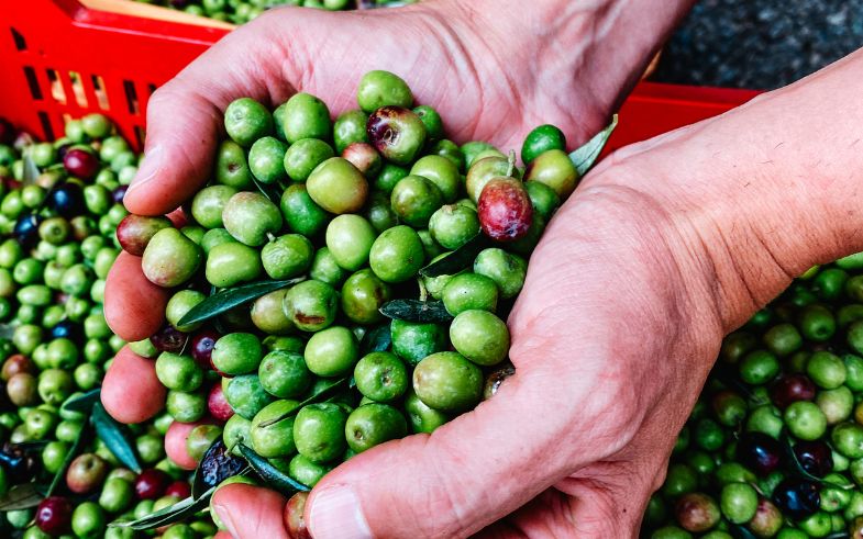 oli d'oliva verge extra