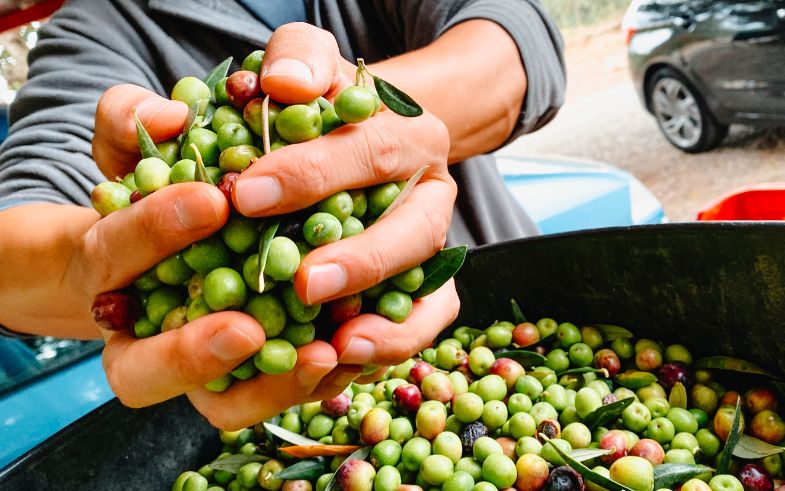 oli d'oliva arbequina