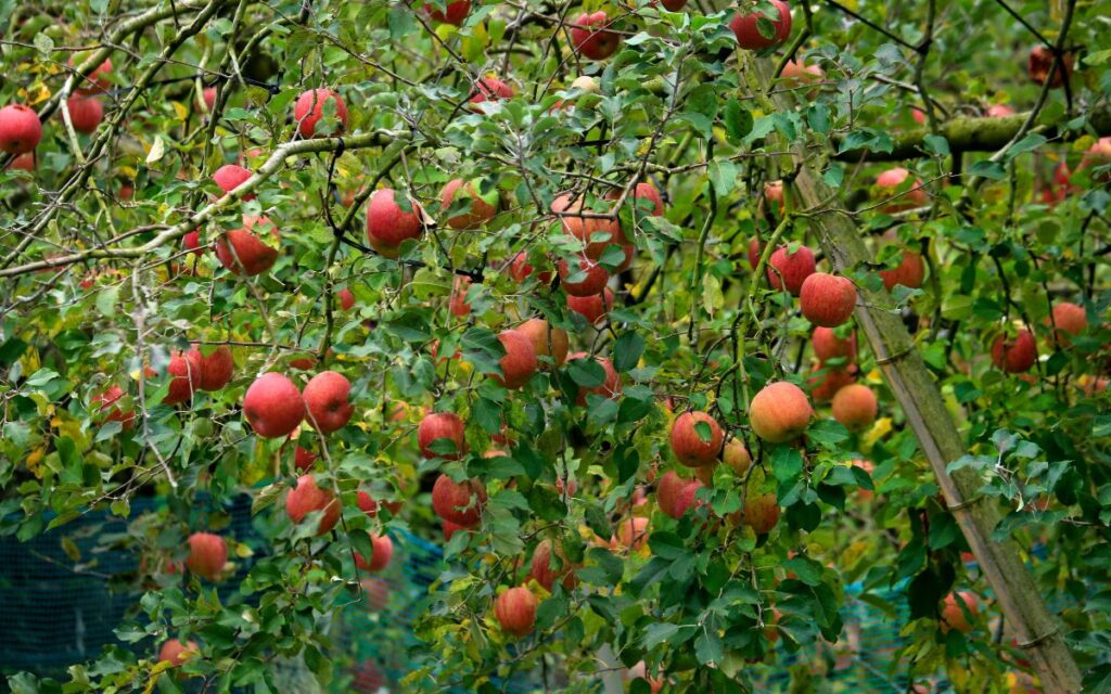 comprar fruites a l'engròs